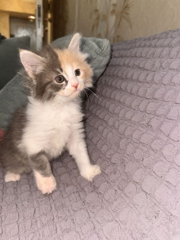 Котенок породы рэгдолл, девочка, возраст 1,5 месяца.