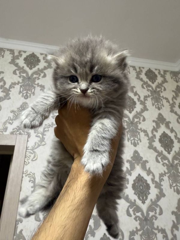 Tozza Scottish Fold va Strayt zotli mushuklar Tozza Scottish Fold va Strayt zotli mushuklar