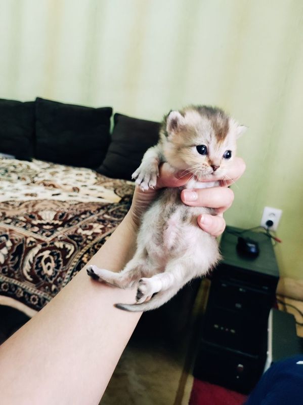 Продаются котята серебристой шиншиллы Продаются котята серебристой шиншиллы