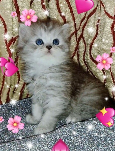 Котята мальчик и девочка Котята мальчик и девочка