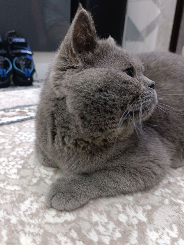 Вязка кота британского скотиш фолд!крупный! Вязка кота британского скотиш фолд!крупный!