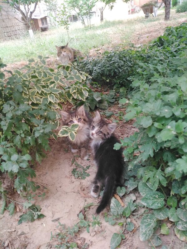Мушукчалар, текин бераман. Котята, даром Мушукчалар, текин бераман. Котята, даром