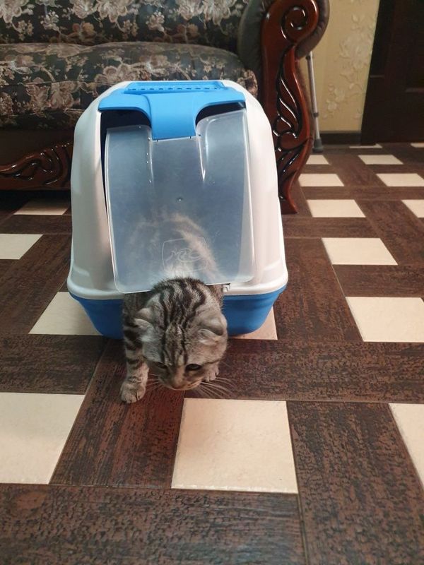 Лоток закрытий для кошек Лоток закрытий для кошек