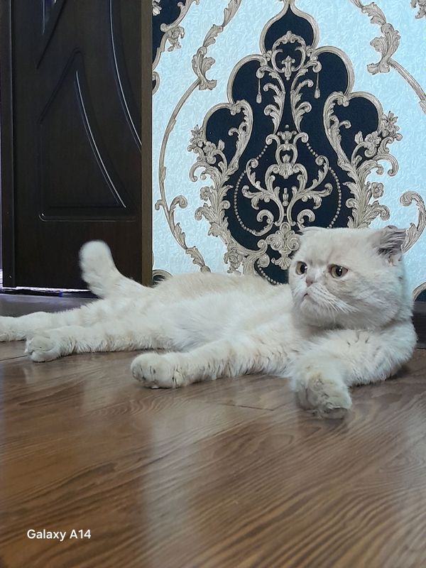 тоза кон мушук
