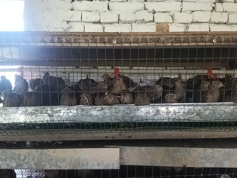 Bedana qafasi bn birga sotiladi. Bedana qafasi bn birga sotiladi.