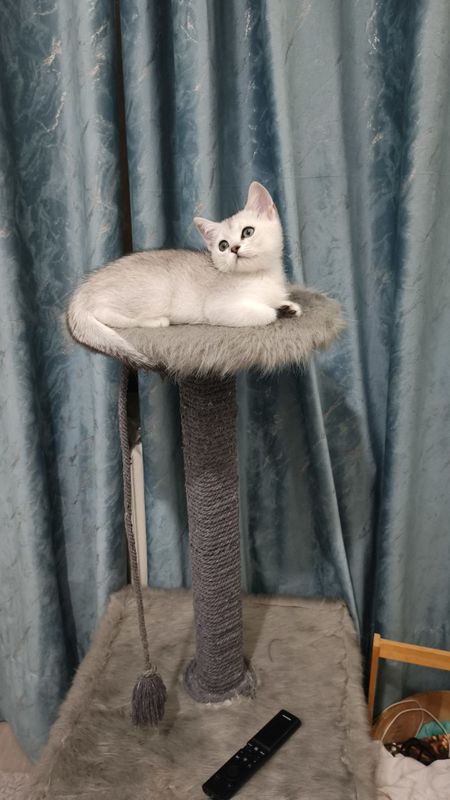 Продаётся девочка серебристой шиншилла