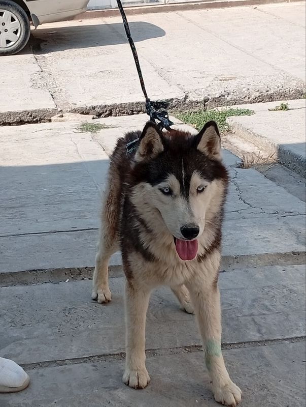 Haski Sibirsky sotiladi 10 oylil kuchuk bolasi Haski Sibirsky sotiladi 10 oylil kuchuk bolasi