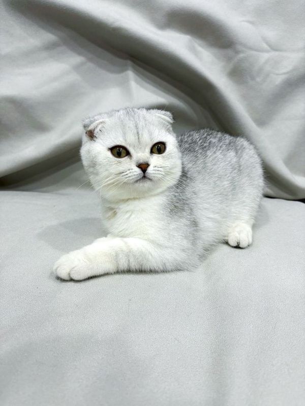 Котята SCOTTISH+ Шиншилла Котята SCOTTISH+ Шиншилла