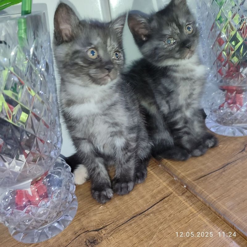 Продам котёнка девочка Продам котёнка девочка