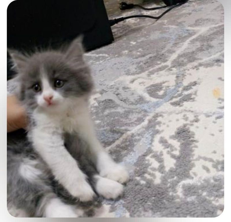 Mushukcha latoki biladi hamma narsasi bilan Mushukcha latoki biladi hamma narsasi bilan