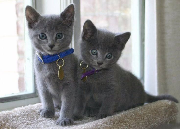 Смышленные котята в добрые руки Смышленные котята в добрые руки