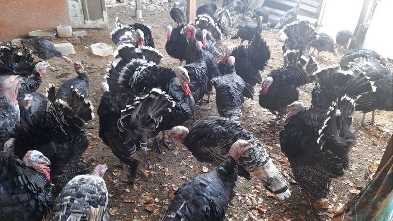 Продается индюки