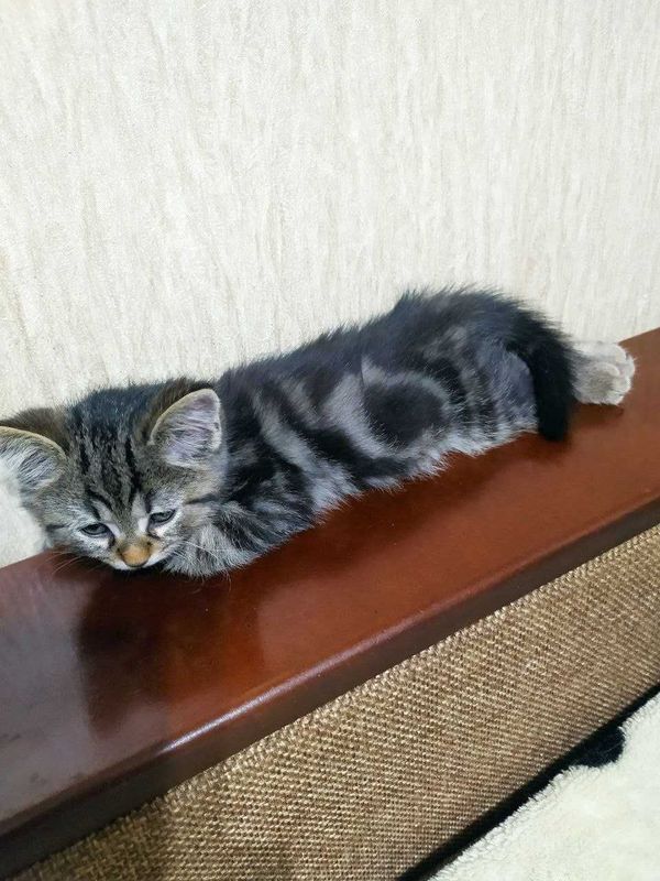 Котенок, мальчик 20 мая будет 2 месяца. Котенок, мальчик 20 мая будет 2 месяца.