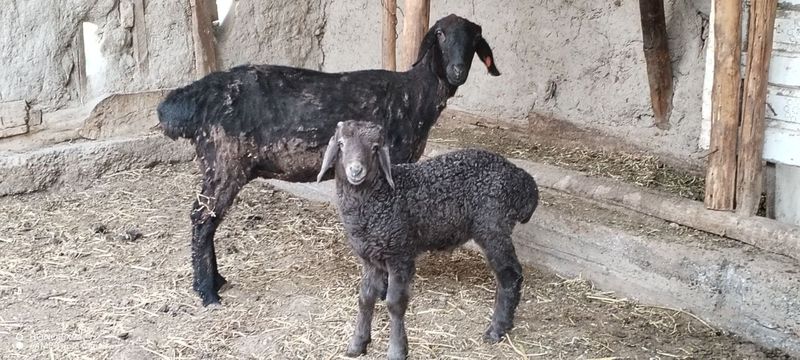 Ona bola qòy sotiladi Ona bola qòy sotiladi
