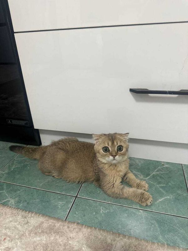 Продам кота порода шотландская шиншилла Nu11/25 Продам кота порода шотландская шиншилла Nu11/25