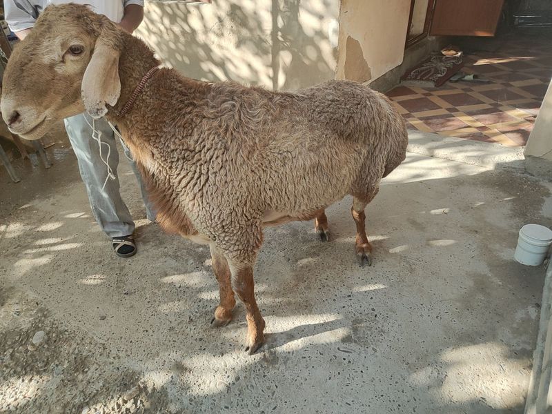 Arashan kashtan zotli qo'chqorlar sotiladi Arashan kashtan zotli qo'chqorlar sotiladi