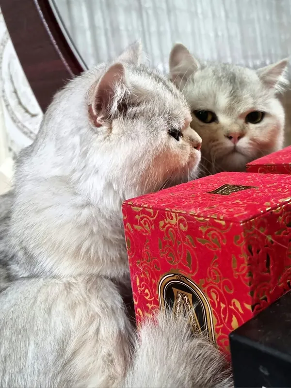 Vyazka!!! Erkak, Toza qonli silver britan shinshilla!!! Vyazka!!! Erkak, Toza qonli silver britan shinshilla!!!