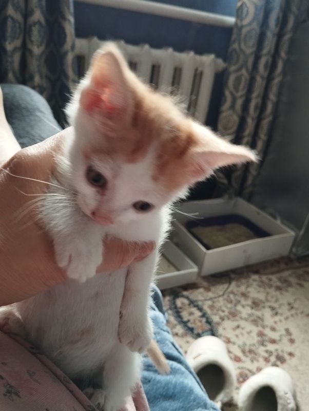 Продаются котята. Продаются котята.