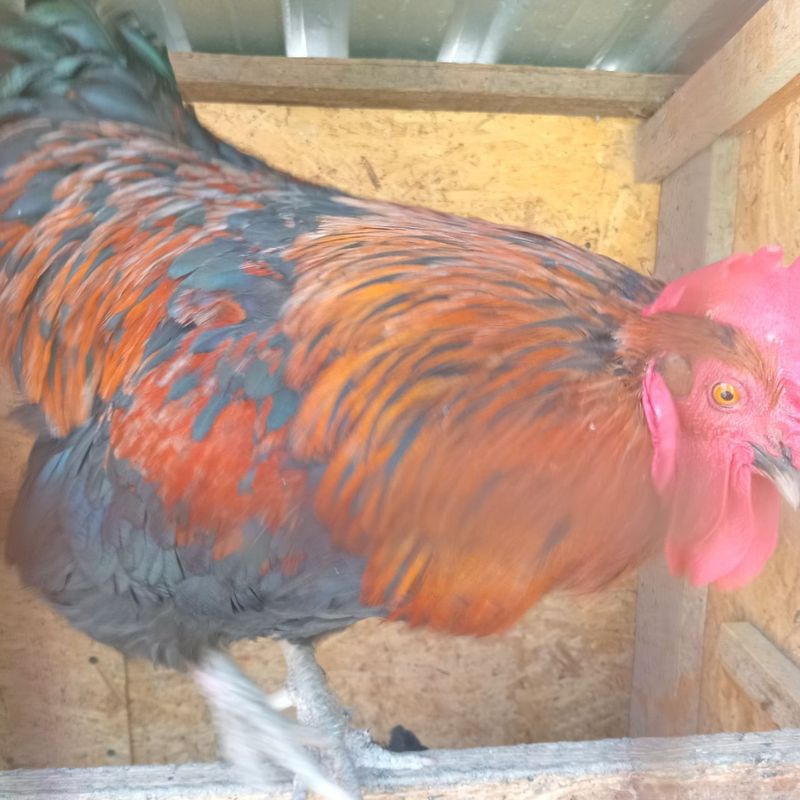 Qora shahzoda ho'rozi sotiladi. 1,5 yosh. Qora shahzoda ho'rozi sotiladi. 1,5 yosh.