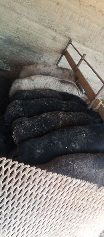 Qurbonlikka quylar sotiladi Qurbonlikka quylar sotiladi