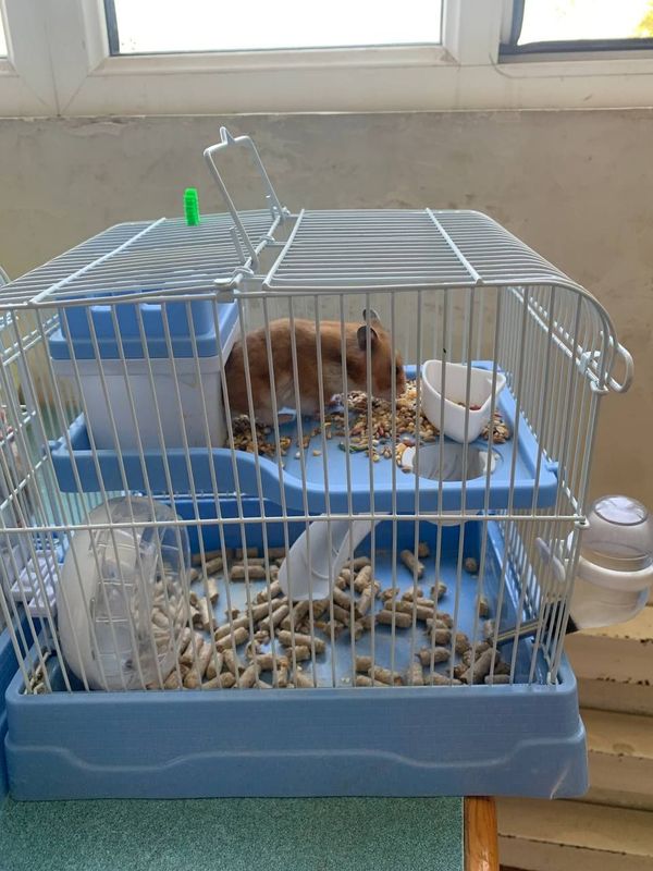 Hamster sichqoncha 2 juft