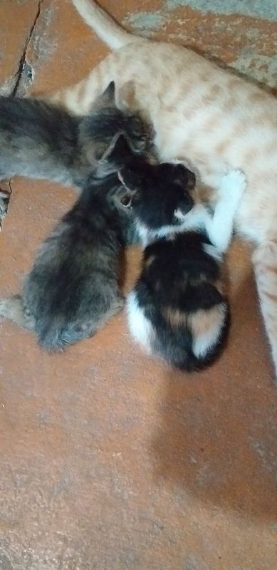 Отдам котят в добрые руки Отдам котят в добрые руки
