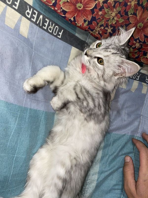 Kulrang,pahmoq, oynoqi, aqilli Kulrang,pahmoq, oynoqi, aqilli