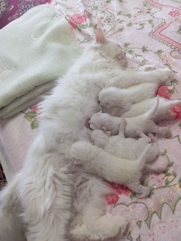 Скотч хейланд боллари сотилади