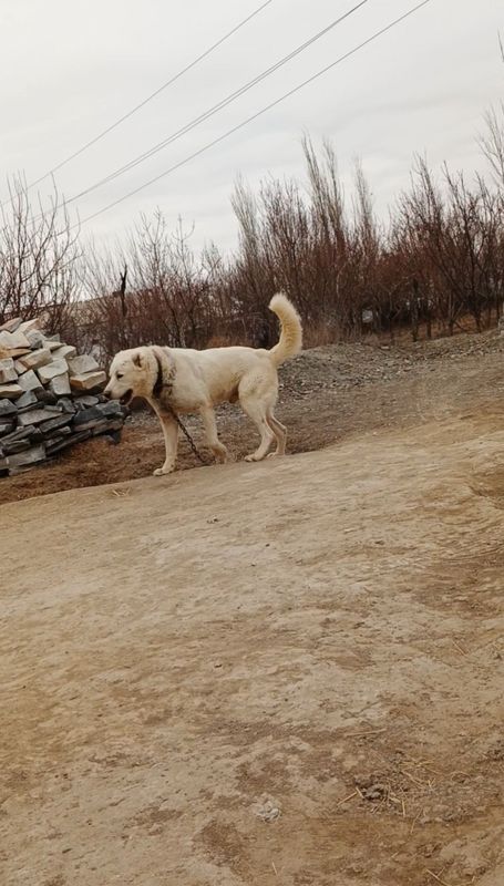 САО Алабай маладой боец