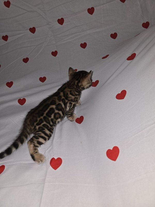 Bengal mushuklari Bengal mushuklari
