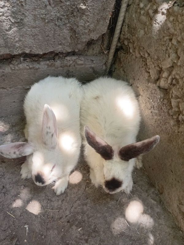 kaliforniya quyonlari sotiladi kaliforniya quyonlari sotiladi