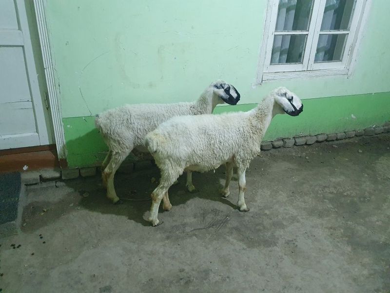 Egiz tug'adigan yosh quyla sotiladi Shofirkonda Egiz tug'adigan yosh quyla sotiladi Shofirkonda