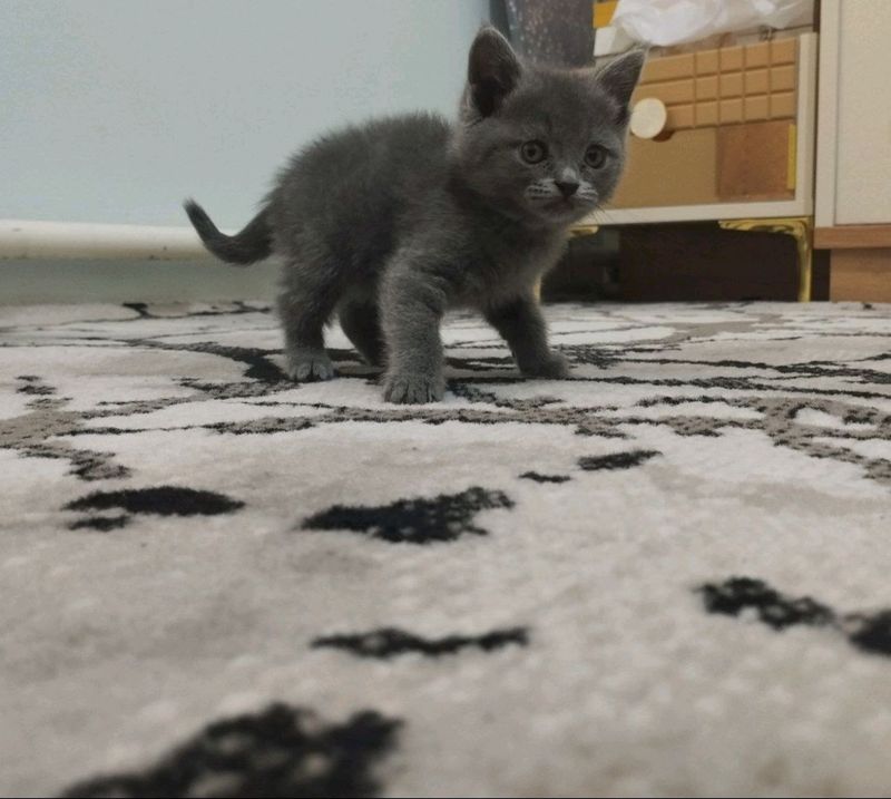Срочно прадаётся кошка