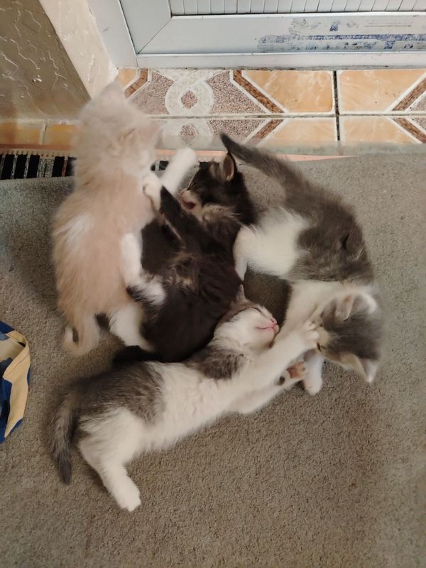 Котята отдадим Даром Котята отдадим Даром