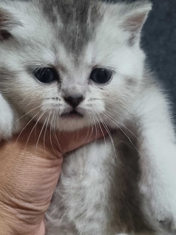 Продаются котята Продаются котята
