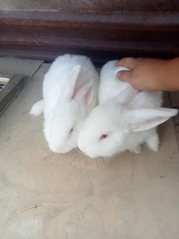 Кролики, одна мать с двумя кроликами Кролики, одна мать с двумя кроликами