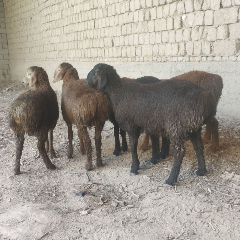 Shu yilgi barra quchqorlar sotiladi Shu yilgi barra quchqorlar sotiladi