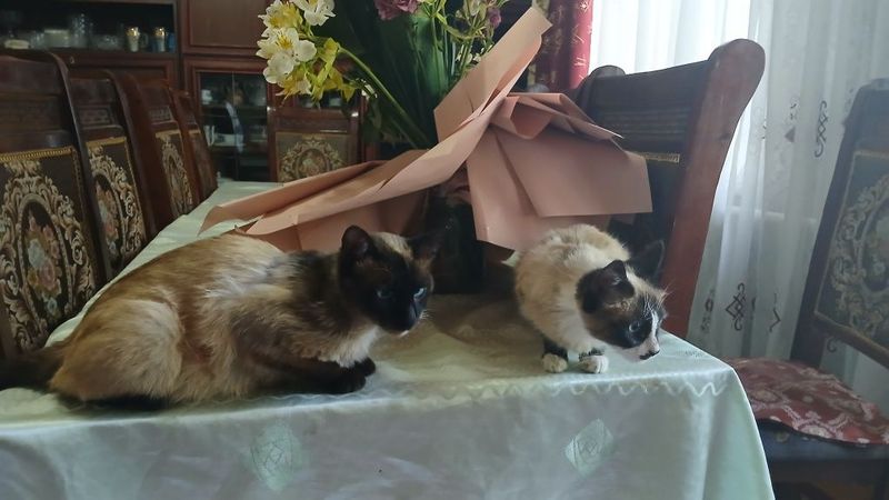 Siyamskiy mushuklar sotiladi .Sogʻlom erkagi va ayoli Siyamskiy mushuklar sotiladi .Sogʻlom erkagi va ayoli