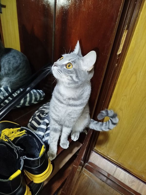 Продою Кота и Кошку шотланский срочно Продою Кота и Кошку шотланский срочно