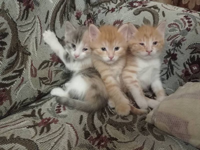 Котята очень милые кмненькие любой на выбор иожно сразу всех Котята очень милые кмненькие любой на выбор иожно сразу всех