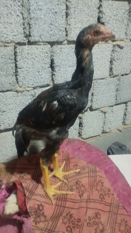 100 Tali turk zoti pixchi 100 Tali turk zoti pixchi