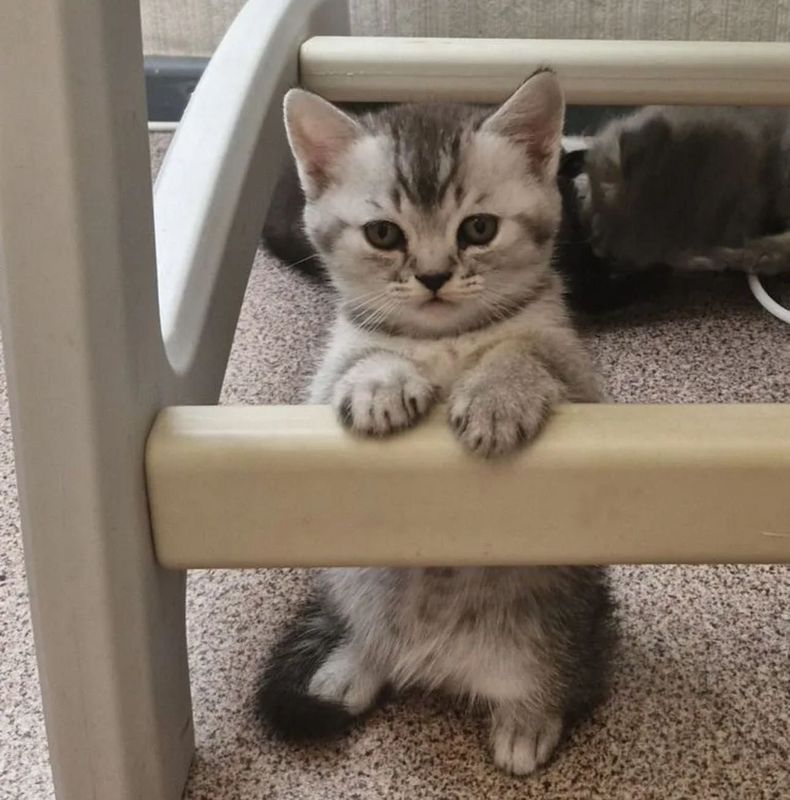 Породистые котята в любящую семью Породистые котята в любящую семью
