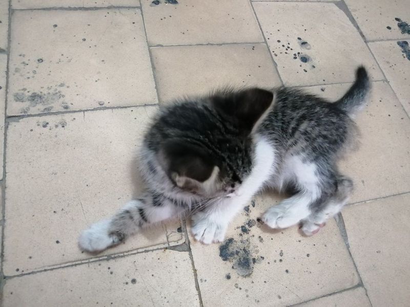 Отдам котёнка в хорошие руки Отдам котёнка в хорошие руки