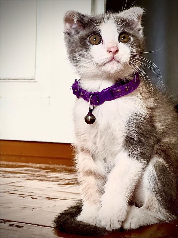котенка веслоухая котенка веслоухая