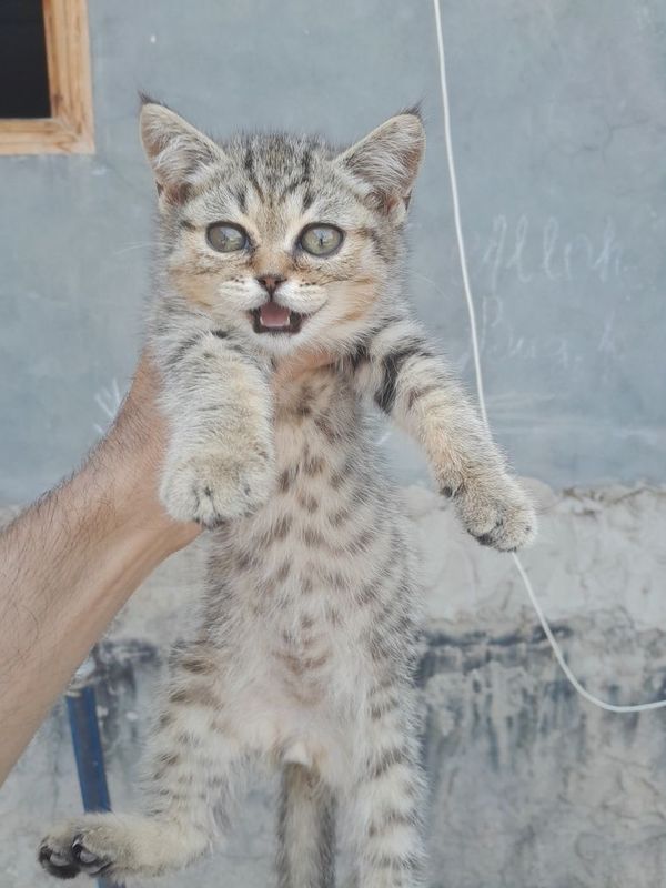 Mushuk va Qafas sotiladi Mushuk va Qafas sotiladi