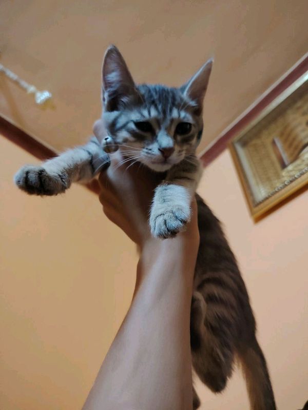 Mushuklarim Mushuklarim