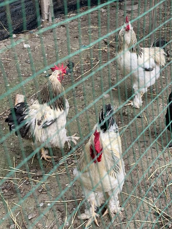 Toza brama Xôrozlar sotiladi Toza brama Xôrozlar sotiladi