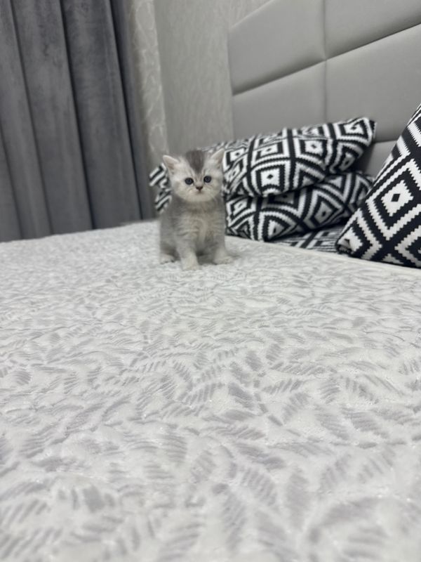 Котята , шотландские Котята , шотландские
