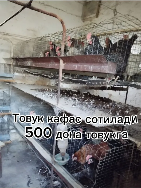 Тошкент Яшнобод 500та товукга кафас сотилади.