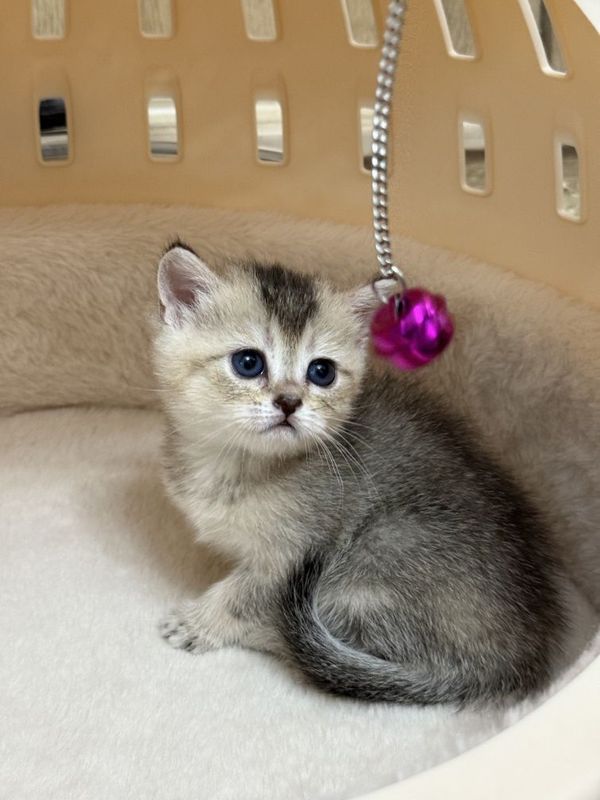 Scottish fold chornozalotoy shinshilla, mushuk bolasi ,eng yaxshi hayi Scottish fold chornozalotoy shinshilla, mushuk bolasi ,eng yaxshi hayi